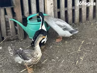 Ducks — Foto 1