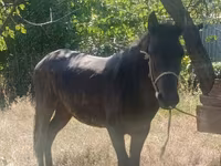 Hing, French Trotter — 2. fotó