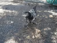 Chickens — photo 5
