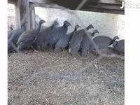 Guinea fowl — फ़ोटो 3
