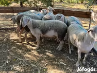 Kos, Juhok — 1. fotó