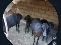 母羊, Sheep — 照片 2