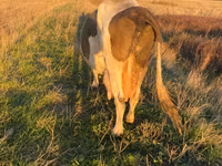 Kuh, Simmental cattle — Foto 2