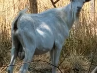 母山羊, Goats — 照片 1