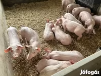 Pigs (batch, sex not specified), Гипор — photo 7