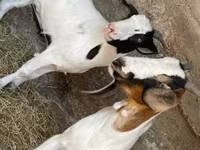 Cabra, Boer goat — foto 4
