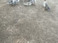 Ducks — फ़ोटो 1