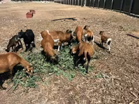 公羊, Cameroon sheep — 照片 8
