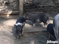 Boar, Вьетнамская вислобрюхая — photo 7