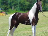 घोड़ा, Tennessee Walking Horse — फ़ोटो 2