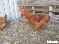 Chickens — الصورة 3