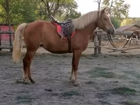 Klisna, Haflinger — foto 4