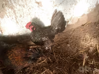japán bantam — 3. fotó