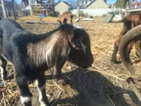 母山羊, Alpine goat — 照片 3
