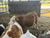 Kuh, Simmental cattle — Foto 2