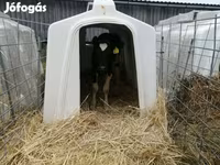 Vaca, Raza Holstein — foto 5