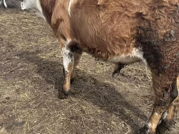 Bulle, Simmental cattle