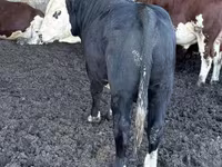 ثور, Simmental cattle — الصورة 2