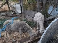 母羊, Sheep — 照片 1