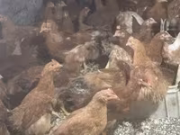 Chickens — الصورة 4