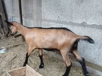 عنزة, Alpine goat — الصورة 2