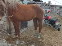马匹（批次，未指定性别）, Kazakh horse — 照片 2