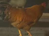 Chickens — foto 2