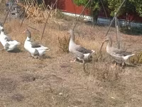 Geese — photo 4