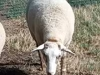 Sheep, Sheep — photo 1
