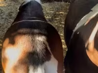母马, Horses — 照片 3