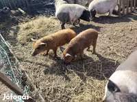 Cerda, Мангалица — foto 4