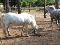 Jument, Chevaux — photo 1