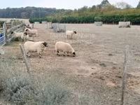 Ram, Scottish Blackface sheep — photo 1