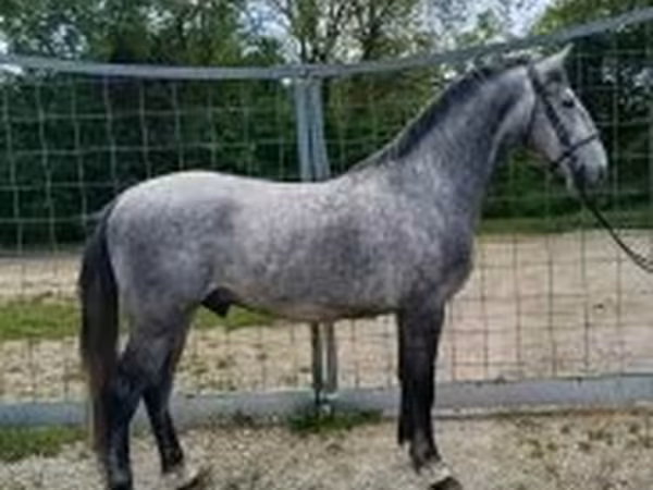 Hing, Lipizzaner — Magyarország