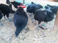Ayam Cemani — 5. fotó