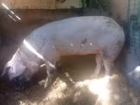 Cerda, Cerdos — foto 2