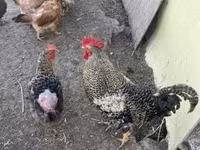 Chickens — 照片 1