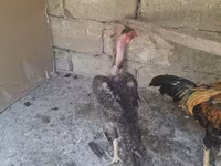 Chickens — الصورة 3