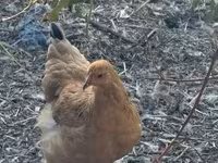 Chickens — photo 3