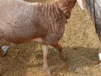 Widder, Katum sheep — Foto 4