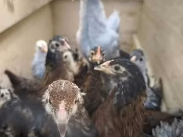 Chickens