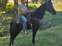 Égua, Tennessee Walking Horse — foto 1