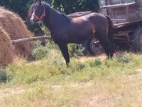 公马, Horses — 照片 5