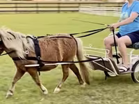 حصان, Miniature horse — الصورة 7