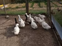 Německý pekin — foto 6