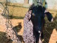 Cabro, Cabras — foto 1
