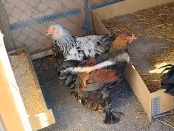 Brahma — Hungary