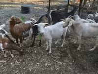 Nőstény kecske, Nubian Goat — 5. fotó