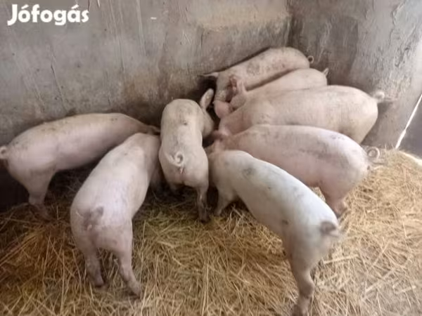 Sow, Pigs