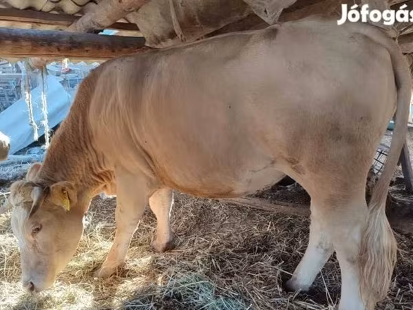 Tehén, Simmental cattle — Magyarország